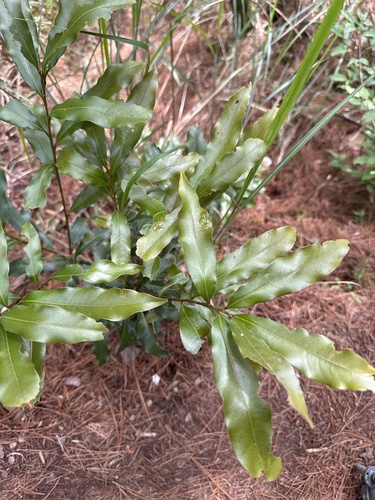 Lithocarpus hancei observed 2026-05-23