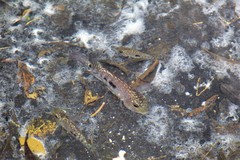 Herichthys carpintis