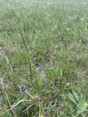 Crepis mollis