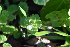 author not stated, no rights reserved Veronica cymbalaria, photograph author not stated, no rights reserved