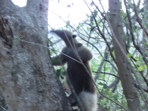 Northern Tamandua, Las Piedras, El Salvador, photo 10 of 10