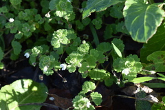 Veronica cymbalaria