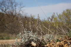 Artemisia fragrans