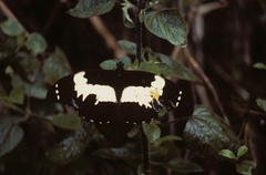 Papilio euchenor