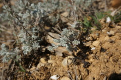 Artemisia fragrans