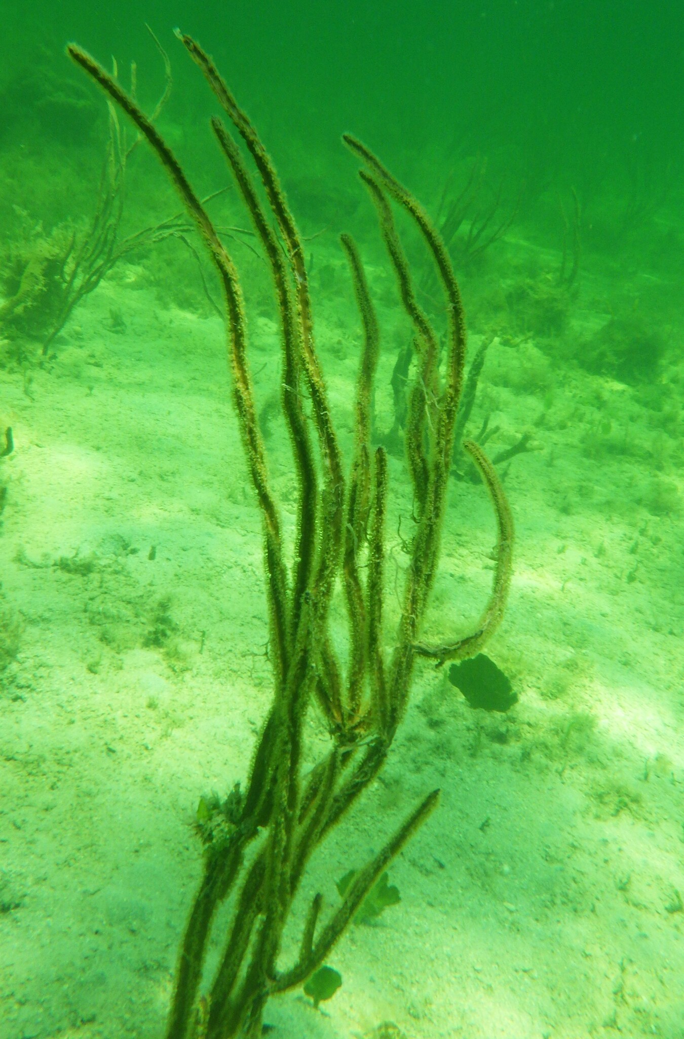 Pterogorgia anceps (Pallas, 1766)