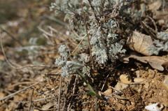 Artemisia fragrans