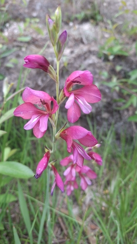 Gladiolus illyricus, photograph 3