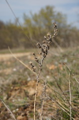Artemisia fragrans