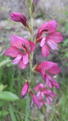 Gladiolus illyricus, photograph (c) Carminda Santos, some rights reserved (CC BY)