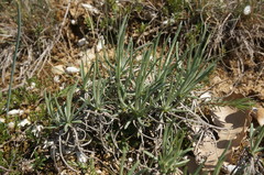 Jurinea stoechadifolia