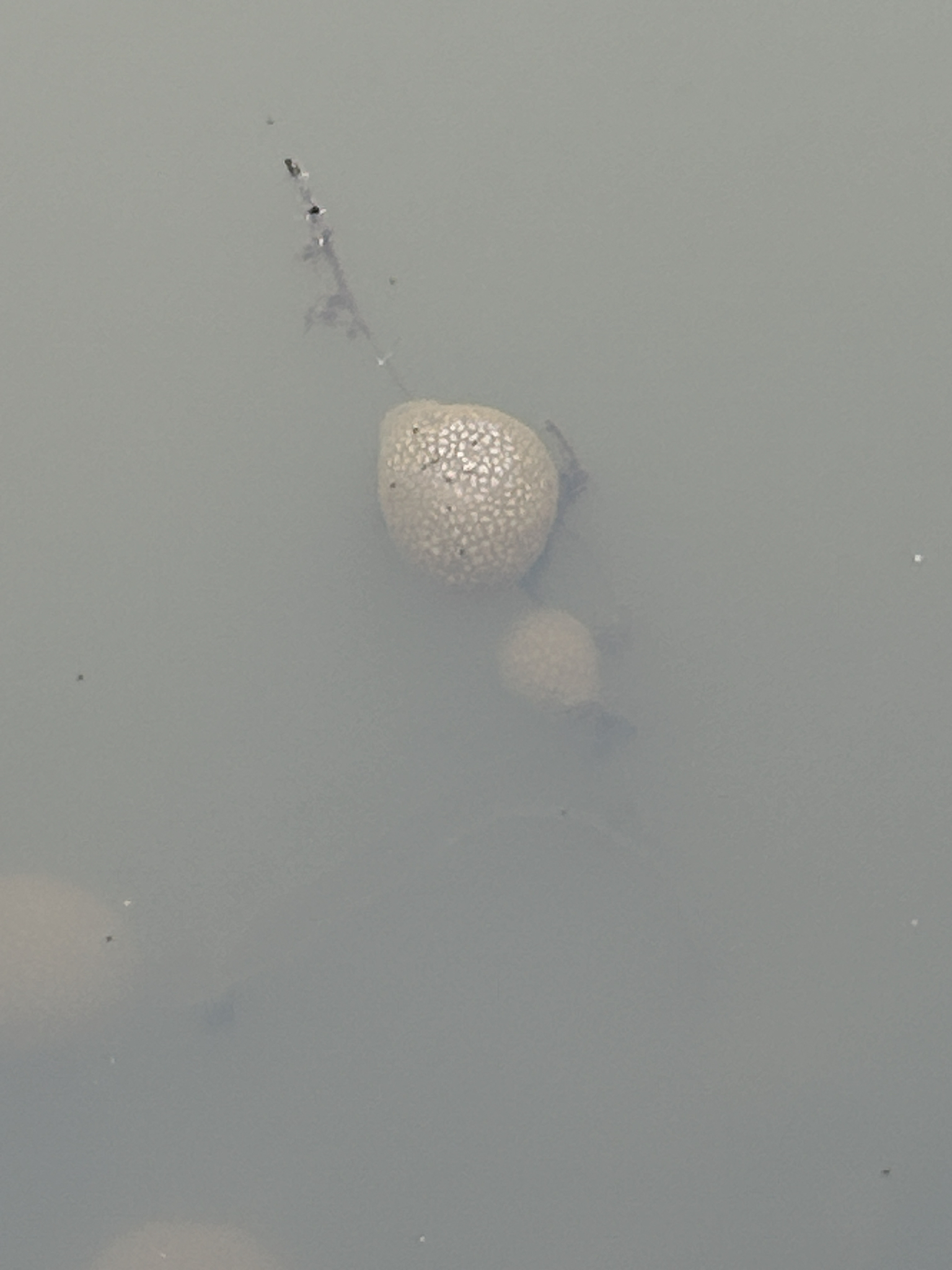 Pectinatella magnifica (Leidy, 1851)