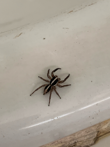 Pantropical Jumping Spider