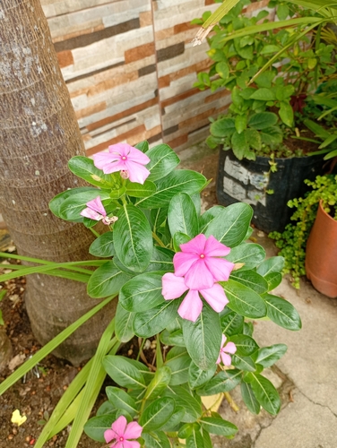 Madagascar Periwinkle