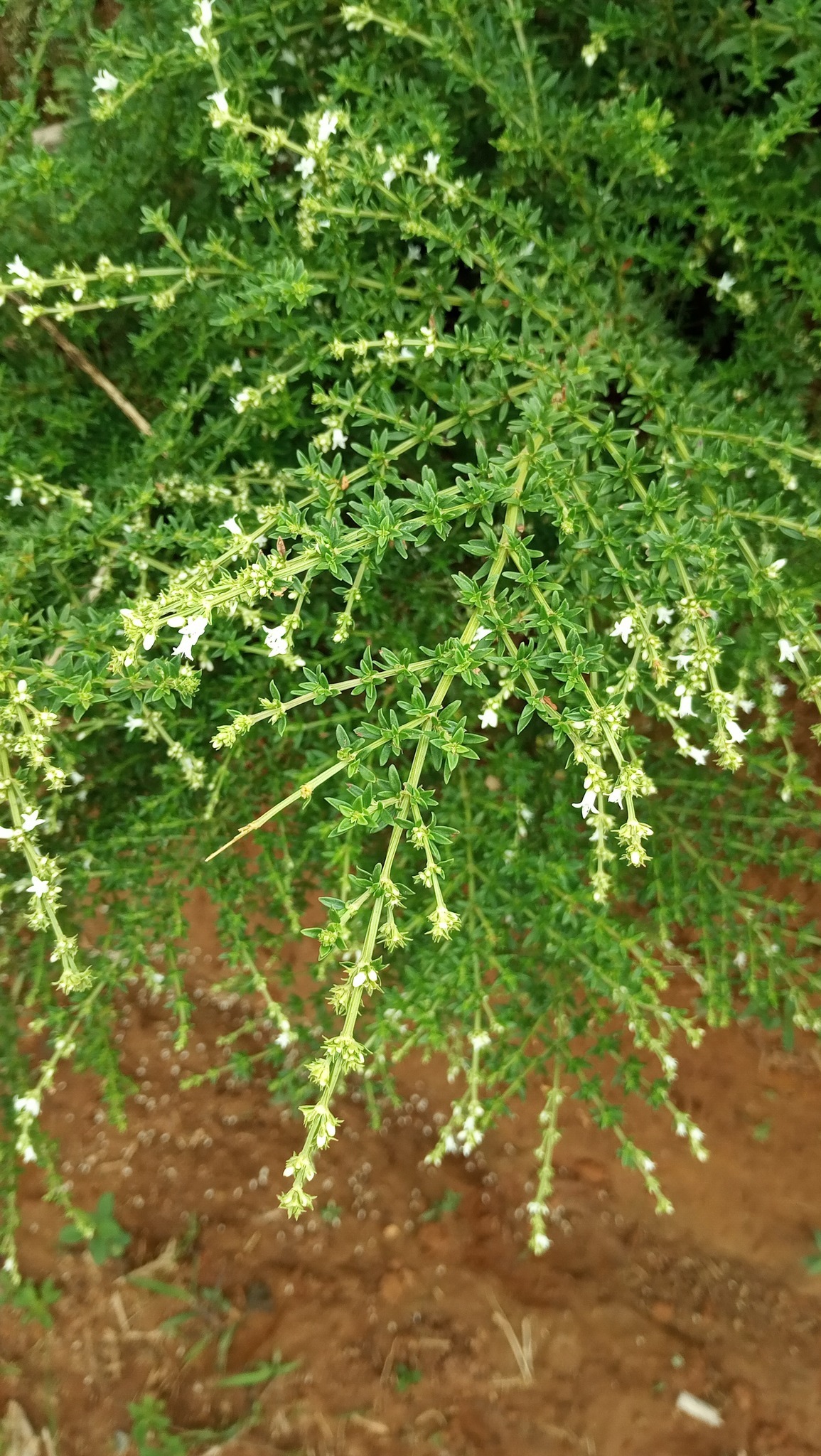 Galianthe brasiliensis