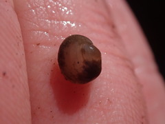 Sphaerium occidentale