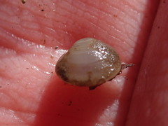 Sphaerium occidentale