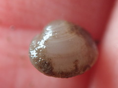 Sphaerium occidentale