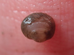 Sphaerium occidentale