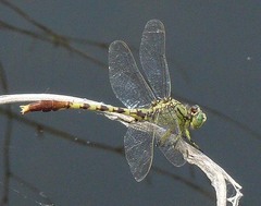 Arigomphus submedianus