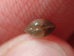 Sphaerium occidentale