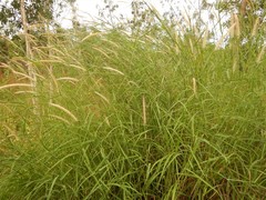 Cenchrus pedicellatus