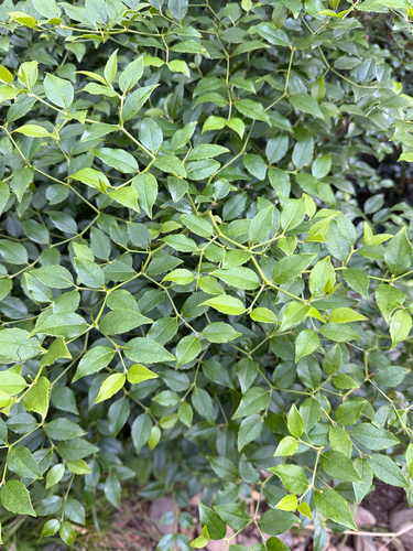 Lemonthorn Cassinopsis