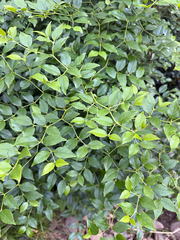 Cassinopsis ilicifolia