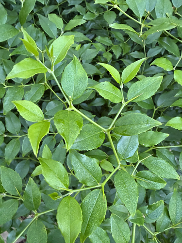 Cassinopsis ilicifolia, photograph 2