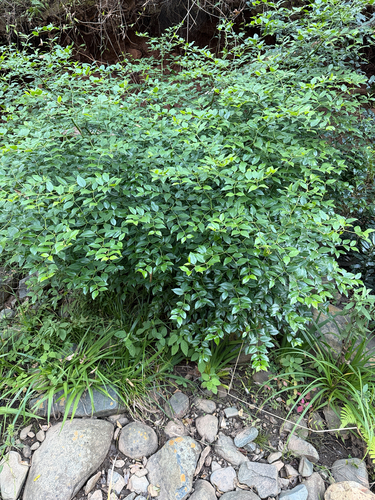 Cassinopsis ilicifolia, photograph 3