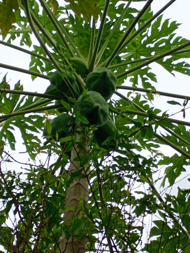 Papaya