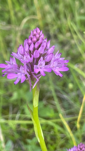 Anacamptis pyramidalis