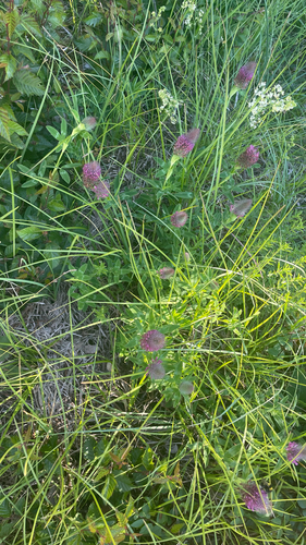 Trifolium rubens