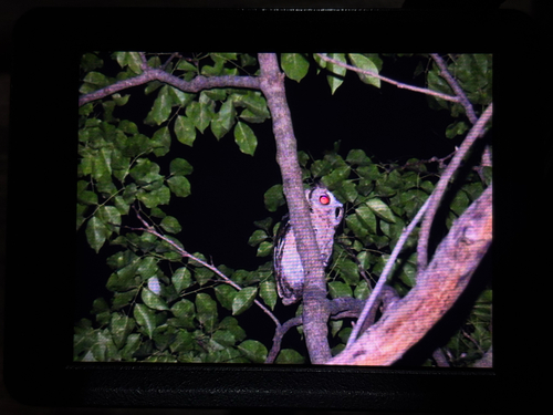 Collared Scops-Owl