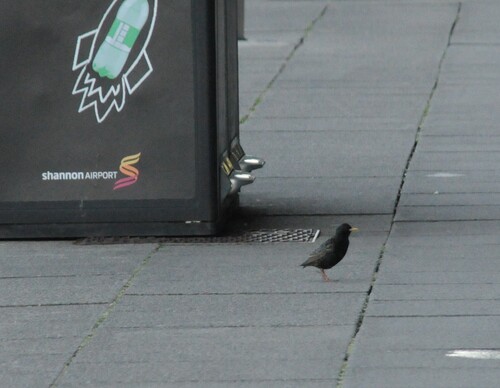 European Starling