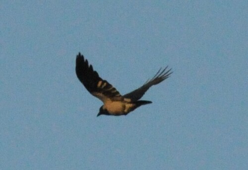 Hooded Crow