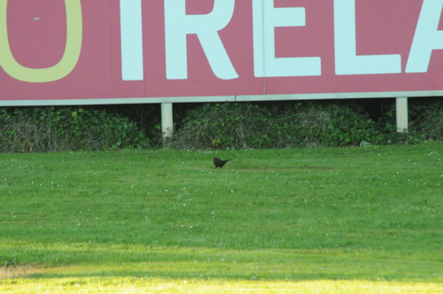 Eurasian Blackbird