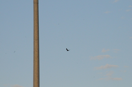 Rook