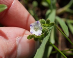 Nemophila maculata