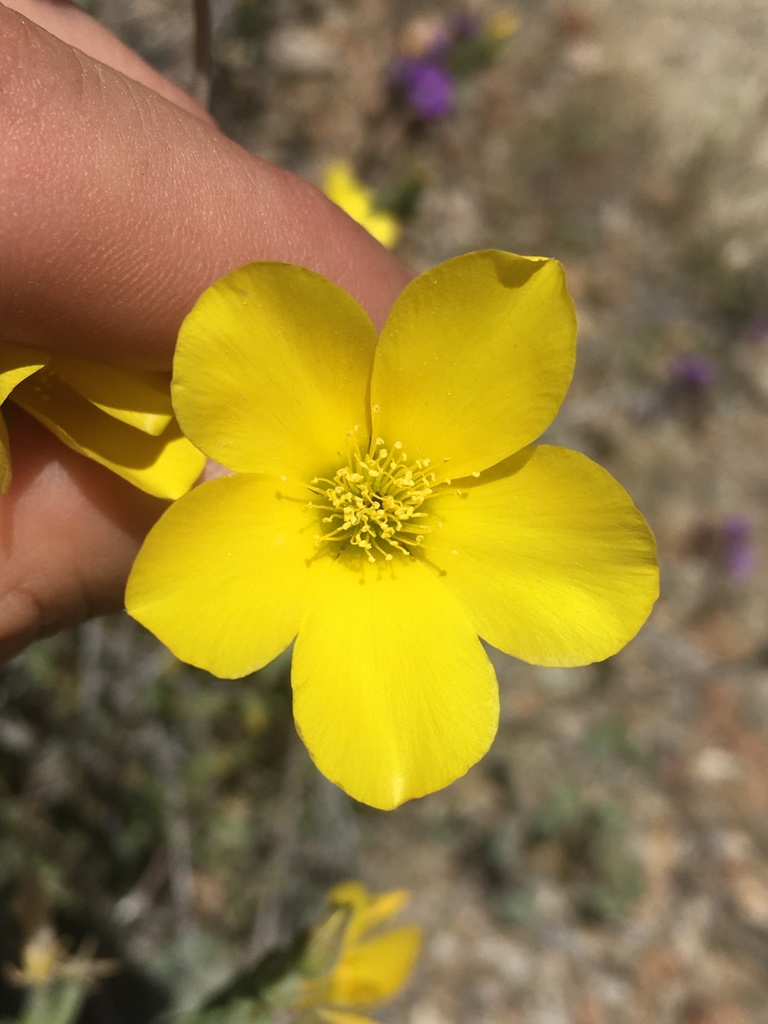 Jones' Blazingstar in April 2020 by Remington Jackson · iNaturalist