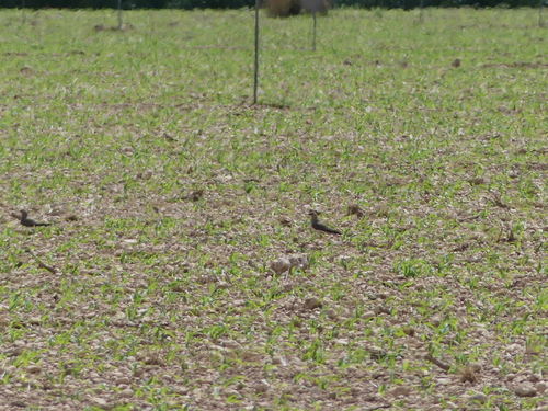 iNaturalist image