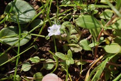 Nemophila maculata