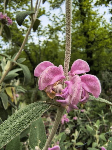 Phlomis purpurea, photograph 4