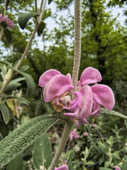 Phlomis purpurea, photograph (c) Tracy Gould, some rights reserved (CC BY)