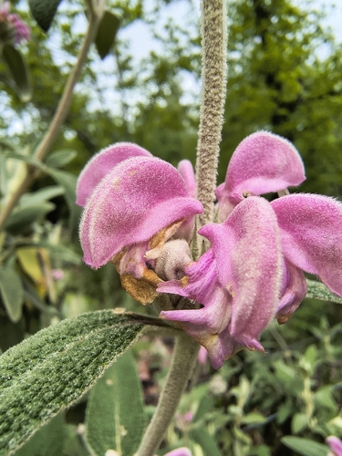 Phlomis purpurea, photograph 5