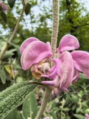 Phlomis purpurea, photograph (c) Tracy Gould, some rights reserved (CC BY)
