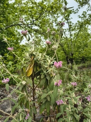 Phlomis purpurea, photograph (c) Tracy Gould, some rights reserved (CC BY)