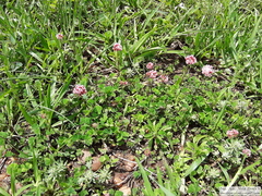 Trifolium polymorphum