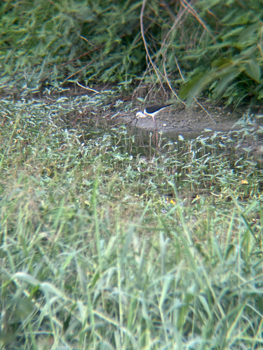 Black-winged Stilt