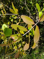 Muellerina celastroides